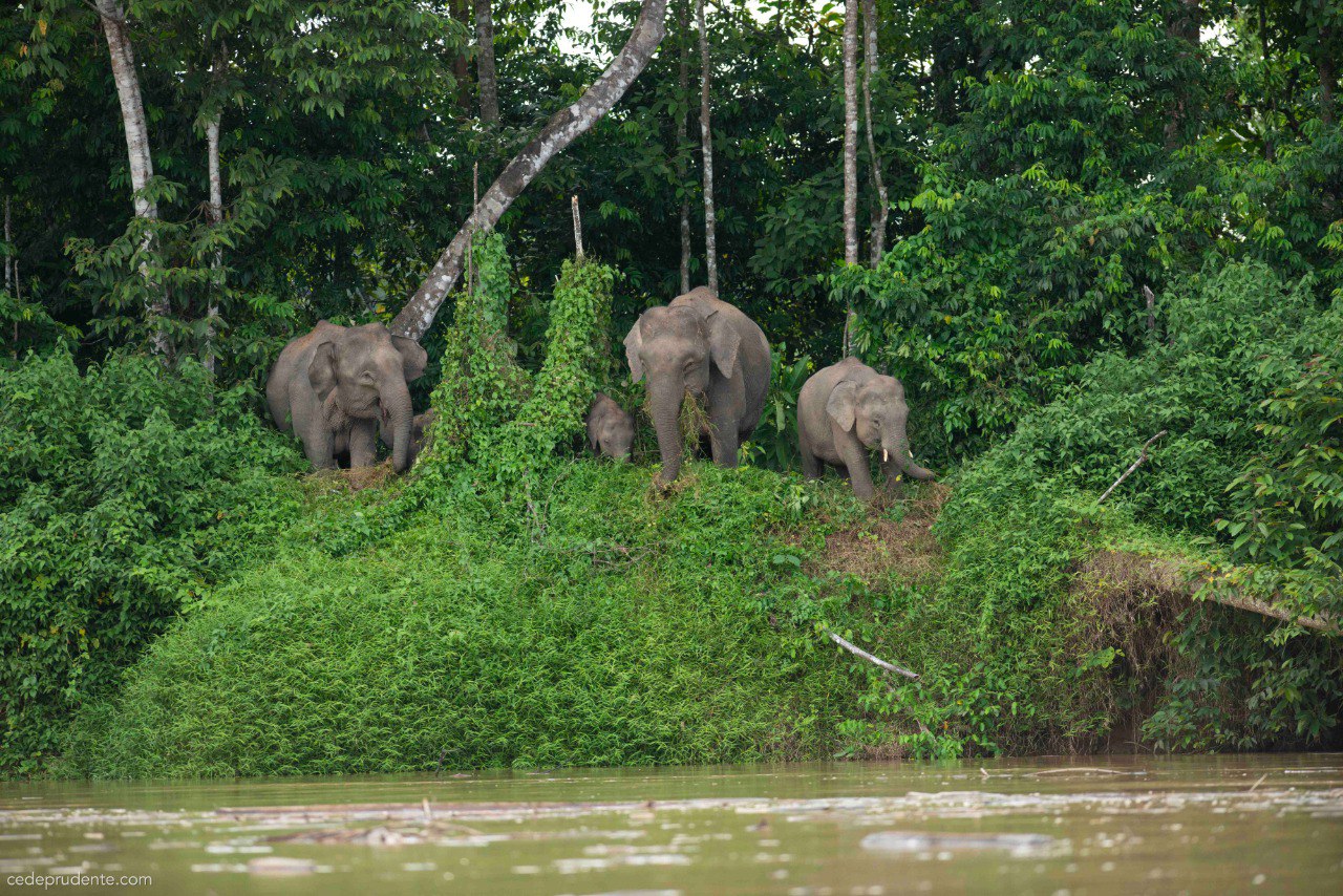 The elephants flocking the riverside of Kinabatangan. Photo by: Cede Prudente