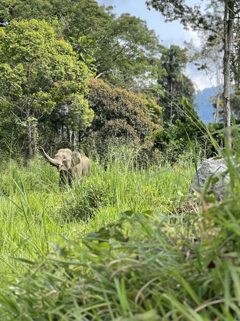 Elephant at the viaduct in the Royal Belum State Park. — Photos: GISELE SOO/The Star