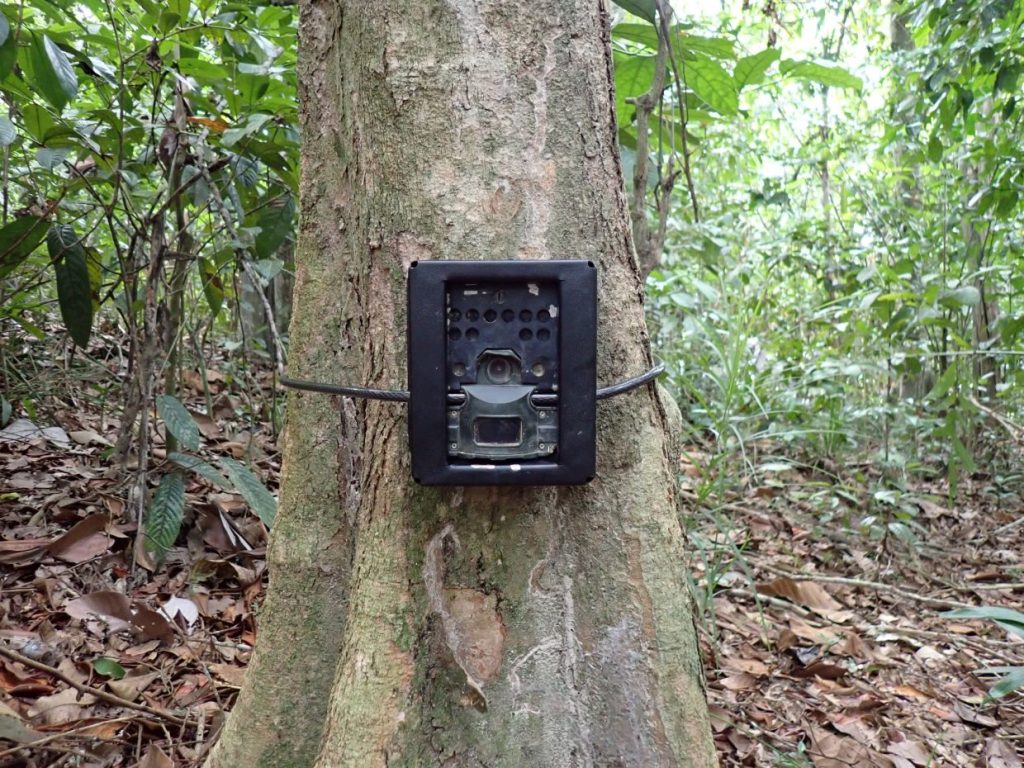 Over 500 camera traps have been set up to monitor wildlife. — WWF-Malaysia