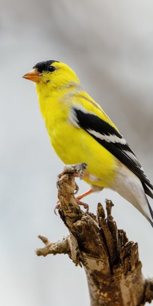 burung